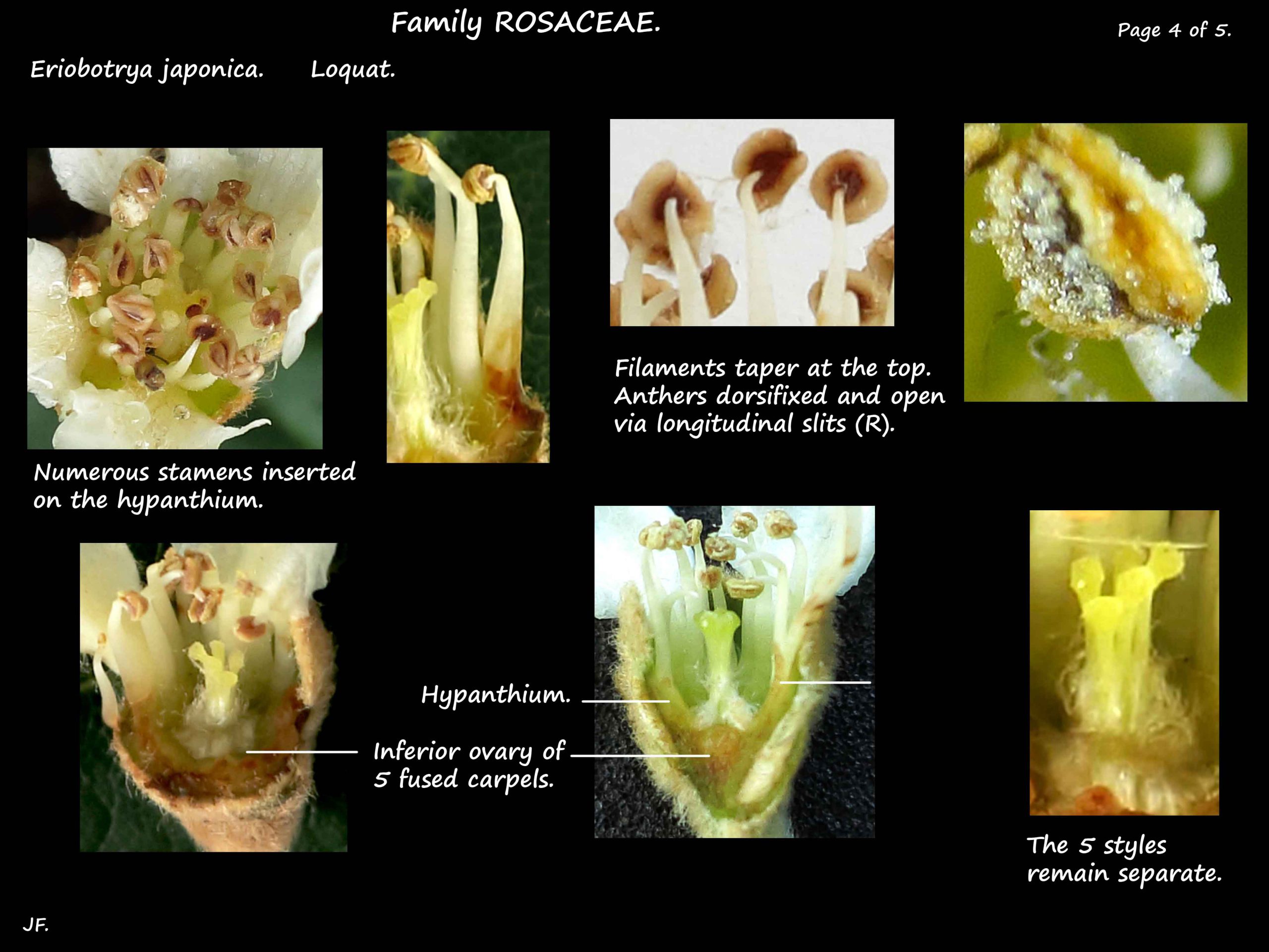 4 Eriobotrya stamens & ovary